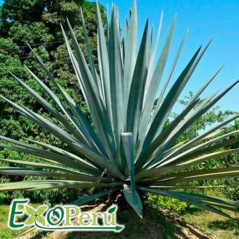 Agave Tequilana