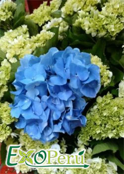 Hortencia azul