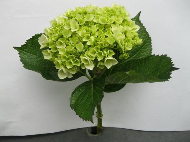 Hydrangea Machrophylla Lime