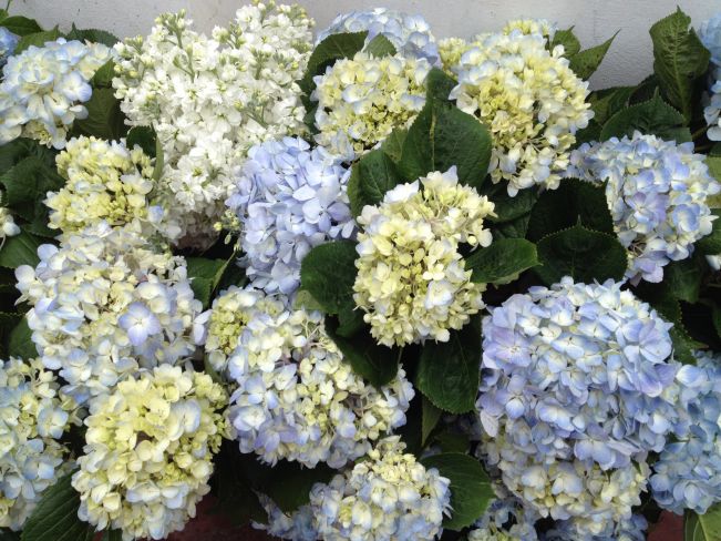 Hydrangea vintage