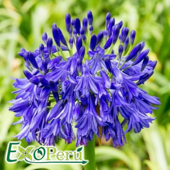 Agapanthus Azul