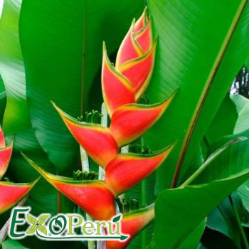 Heliconia