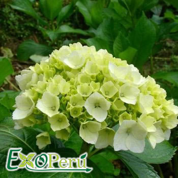 Hortencia Lima