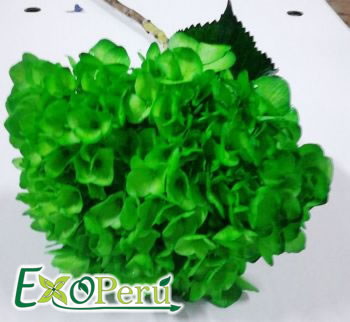 Hortencia teñida verde