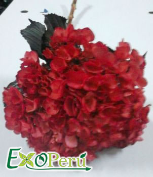 Hortencia teñida rojo