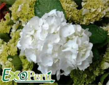 Hortencia Blanca