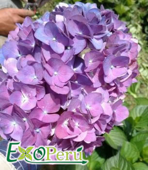 Hortencia Purpura