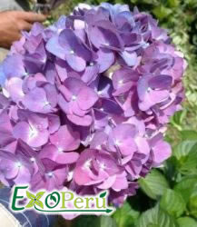 Hortencia Purpura