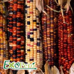 Zea Mays